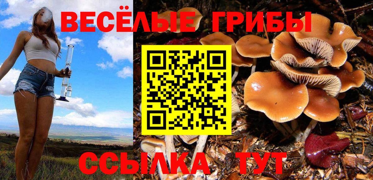Галлюциногенные грибы Psilocybe Чапаевск